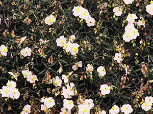 Vivers Càrex - Helianthemum apeninum